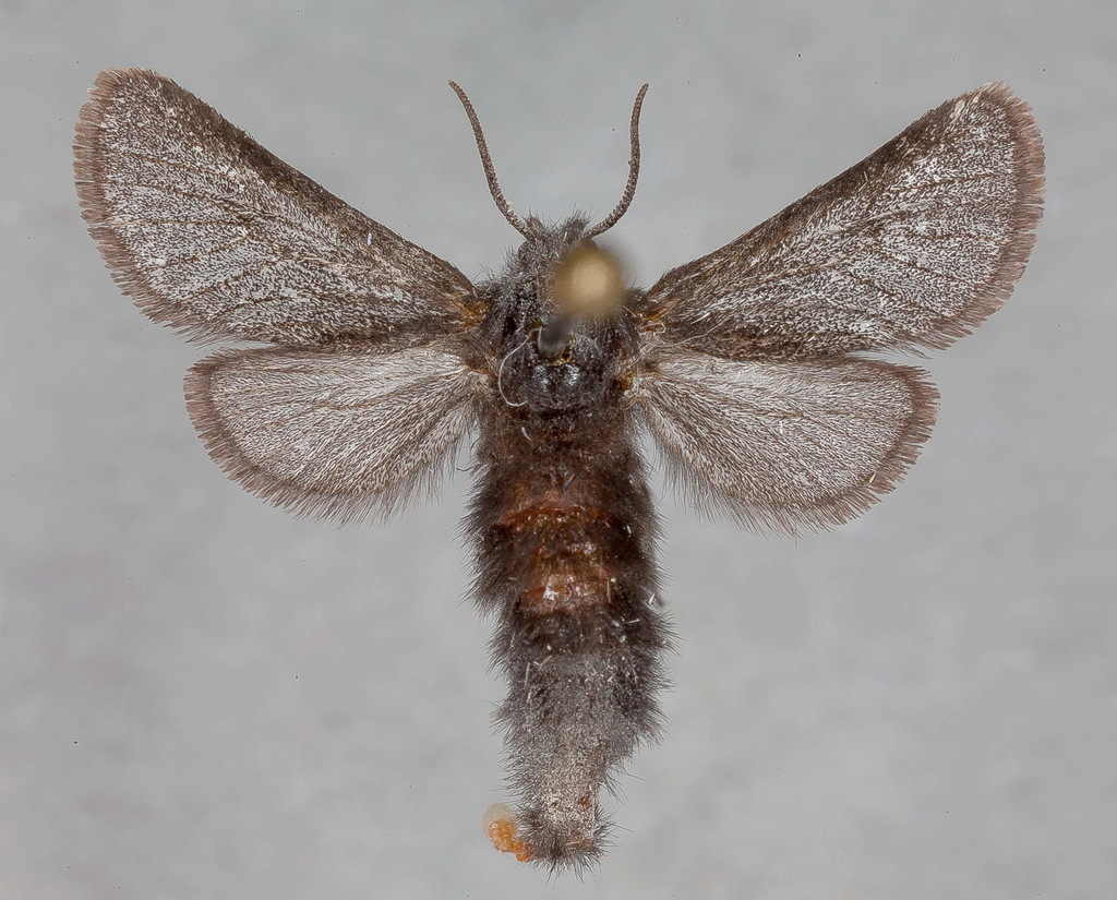 Stygioides colchica