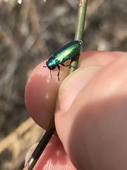 Chrysobothris cyanella