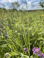 Hesperostipa spartea