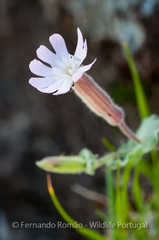 Silene foetida