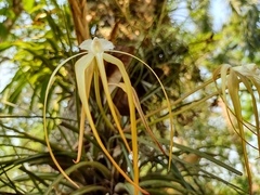 Brassavola