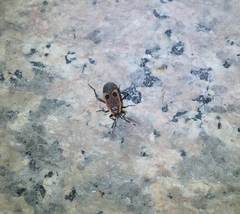 Physopelta fusciscutellata