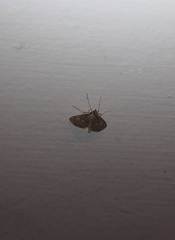 Paracymoriza cataclystalis