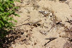 Acanthodactylus erythrurus