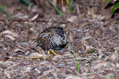 Turnix melanogaster