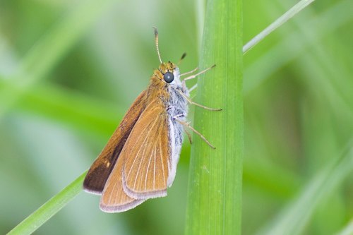 Two-spotted Skipper photo 4