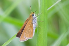 Euphyes bimacula