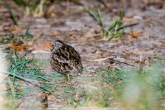Turnix melanogaster