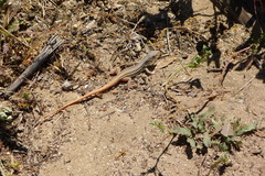 Acanthodactylus erythrurus