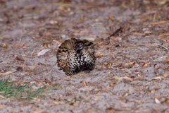 Turnix melanogaster