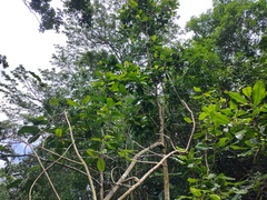 Planchonella sandwicensis