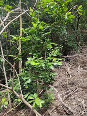 Planchonella sandwicensis