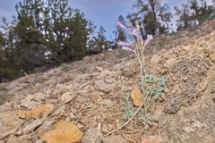 Penstemon scapoides