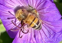Apis mellifera