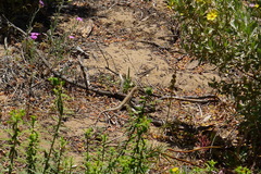 Acanthodactylus erythrurus