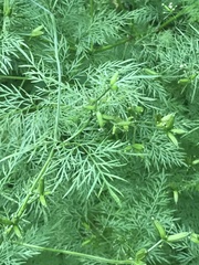 Trepocarpus aethusae