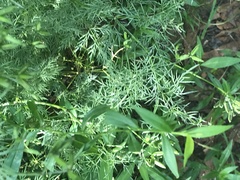 Trepocarpus aethusae