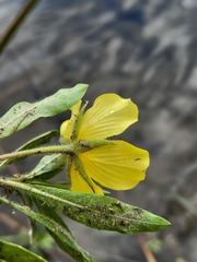 Ludwigia grandiflora