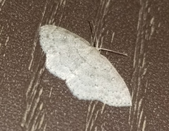 Cyclophora pendulinaria