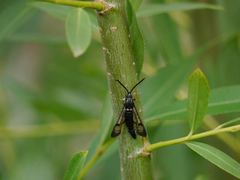 Synanthedon
