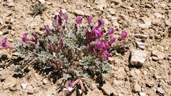 Astragalus chamaeleuce
