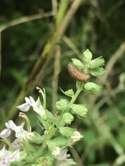 Kuschelina gibbitarsa