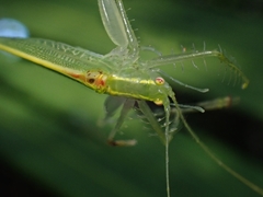 Paraphisis tryonensis