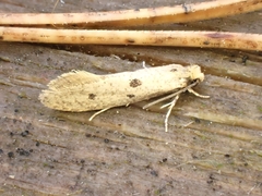 Tinea trinotella