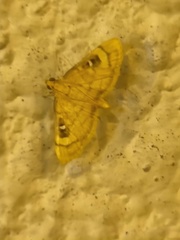 Cotachena