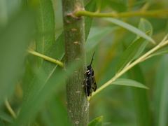 Synanthedon
