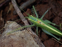 Paraphisis tryonensis