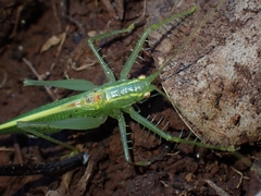 Paraphisis tryonensis
