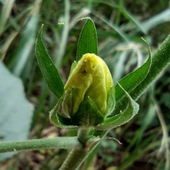 Hibiscus ovalifolius