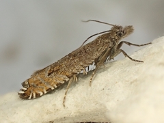 Ancylis unguicella