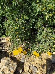 Rosa hemisphaerica