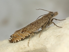 Ancylis unguicella