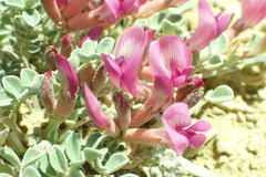 Astragalus chamaeleuce