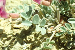 Astragalus chamaeleuce