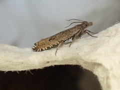 Ancylis unguicella