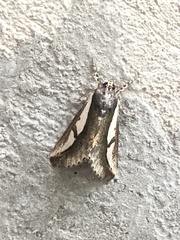 Euscirrhopterus poeyi