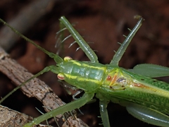 Paraphisis tryonensis