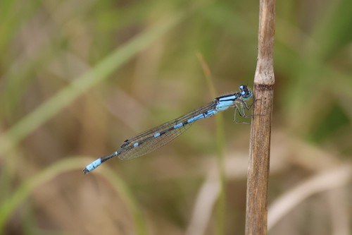 Arroyo Bluet (Enallagma praevarum), a species recorded in Arizona