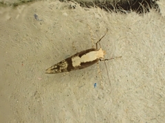 Argyresthia conjugella