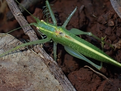 Paraphisis tryonensis