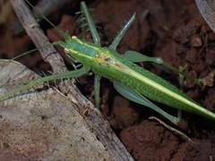 Paraphisis tryonensis