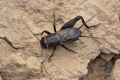 Gryllus saxatilis