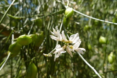 Retama monosperma