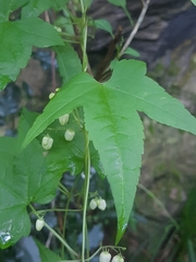 Ceratiosicyos laevis