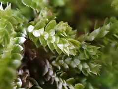 Selaginella eclipes image