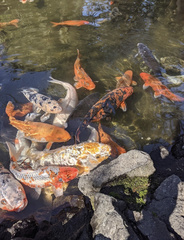 Cyprinus rubrofuscus